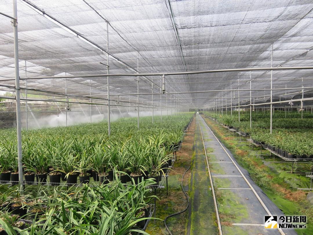 ▲中部地區知名的蘭花培育場，將近有300多種近10萬株的國蘭幼苗（圖／農業局提供 , 2018.5.8\\)