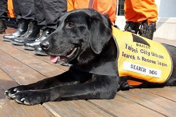 永遠的英雄！八八風災搜救犬逝世　消防員含淚送最後一程
