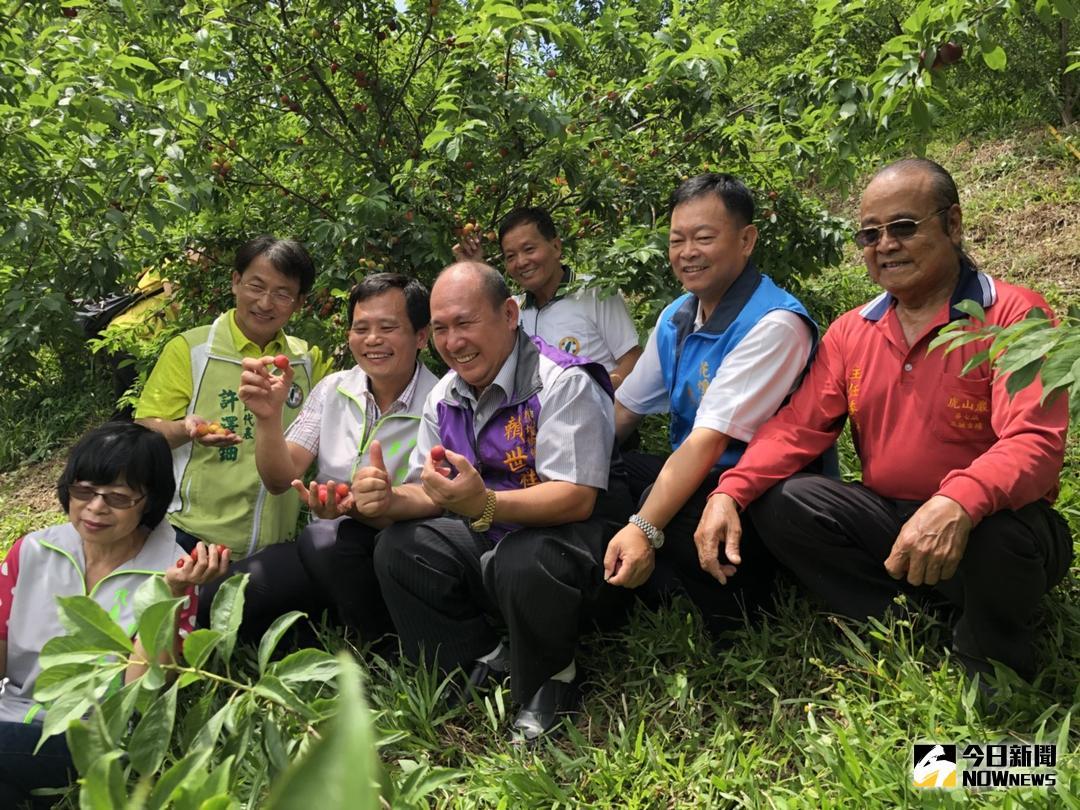 ▲花壇鄉虎山岩步道旁李樹已結實累累，開放給民眾大家免費採取，附近還有金針花田可欣賞，歡迎大家一起來採果拍美照。（圖／記者陳雅芳攝，2018.05.10）
