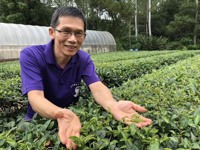 新北好茶限量上市　林口春季龍壽茶爽口回甘
