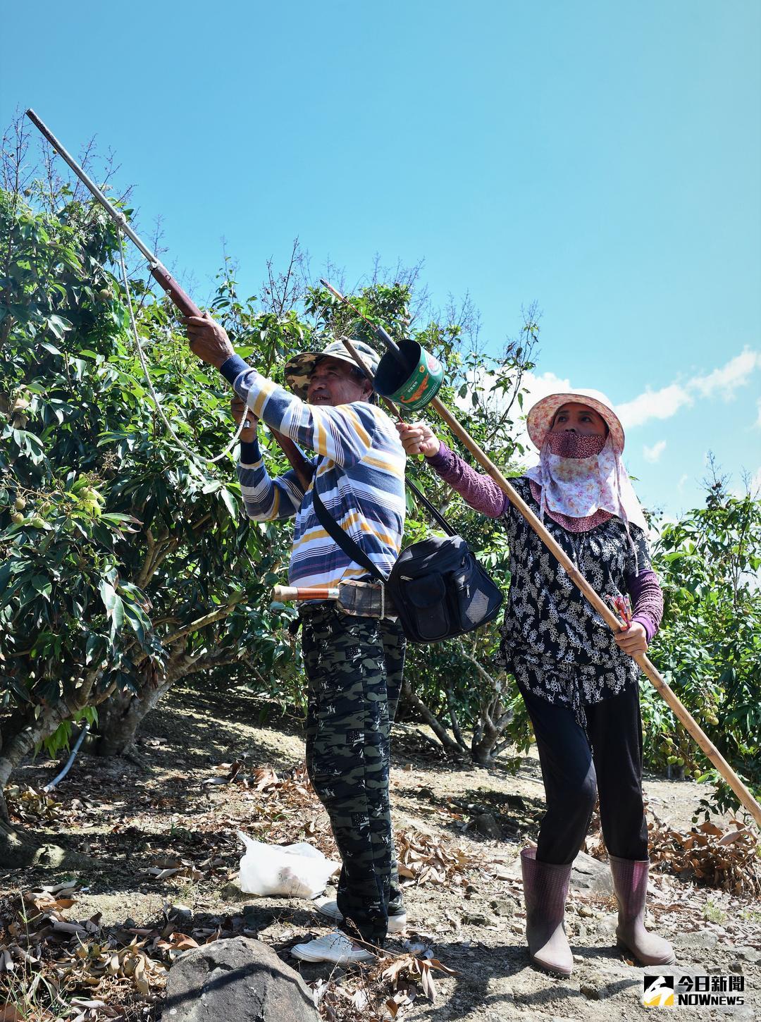 ▲滿州鄉早生玉荷包遭潑猴劫掠，將再號召獵人到果園配合農家放鞭炮時機鳴槍驅猴。（圖／記者郭孟聰攝,2018.05.14）