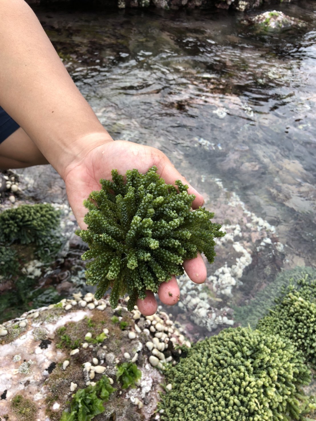 ▲小葉蕨藻在海洋資源復育園區海底池旁潮間帶周邊池壁附苗生長，讓沿岸水域棲地多元化。（圖／新北市漁業及漁港事業管理處提供）