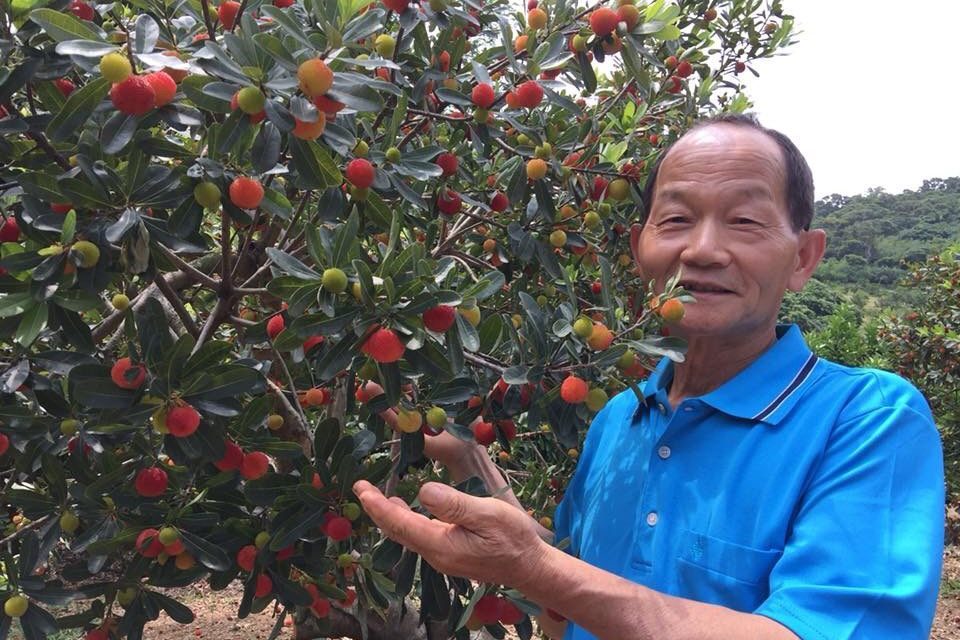 ▲新北市八里區大容量果園園長陳義和種植樹梅已有30年的經驗。（圖／八里區農會提供）