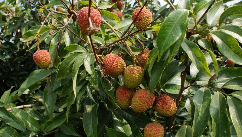 ▲玉荷包荔枝產季到來，農委會宣布啟動區域農業人力調度機制，解決田間缺工問題。圖為高雄市大樹區荔枝園，18日每棵果樹都結實累累。中央社記者程啟峰高雄攝107年5月18日