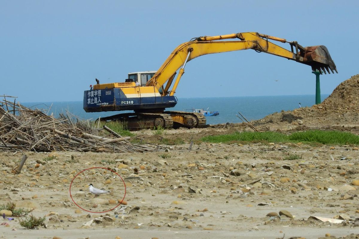 ▲竹圍漁港附近海灘有大型怪手施工，正值繁殖期的小燕鷗以及東方環頸鴴的巢就近在咫尺。（圖／拍鳥俱樂部李先生提供 , 2018.05.19）