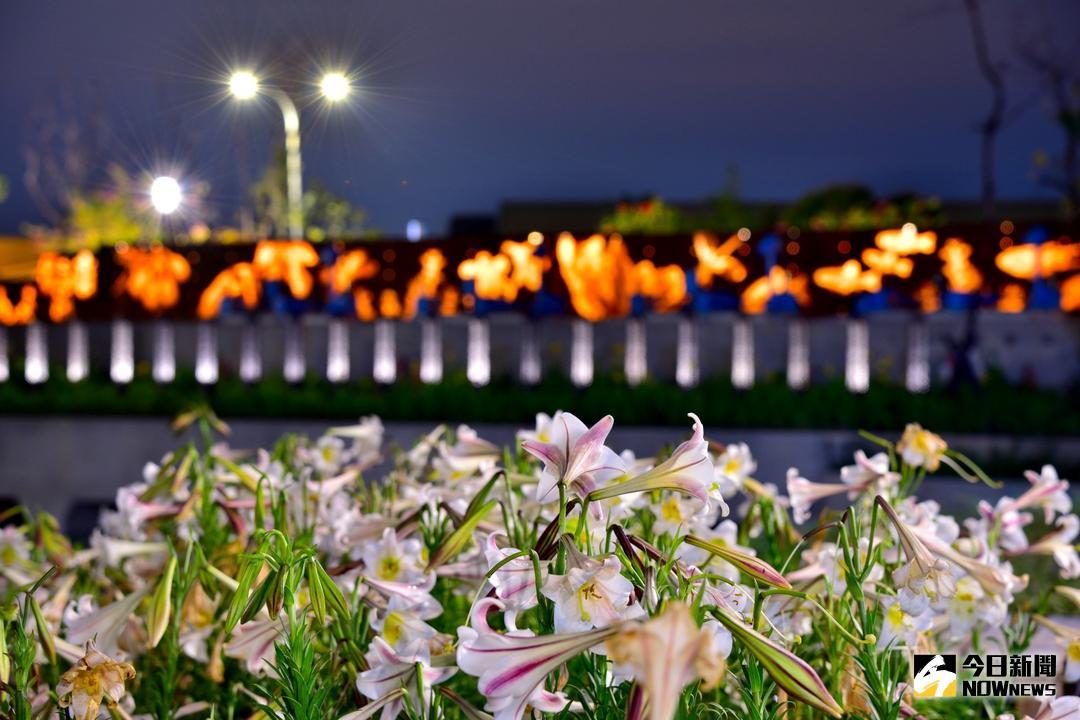 ▲台中花博豐原葫蘆墩園區的台灣野百合植栽。（圖／台中水利局提供 , 2018.5.20)