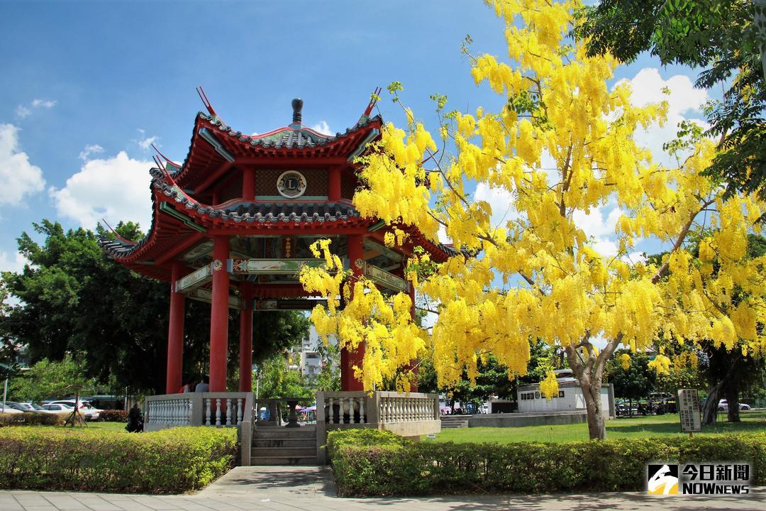 ▲勞工活動中心前公園步道上視線不得不被黃澄澄的花串所吸引。（圖／記者陳宗傑攝,2018.05.25）