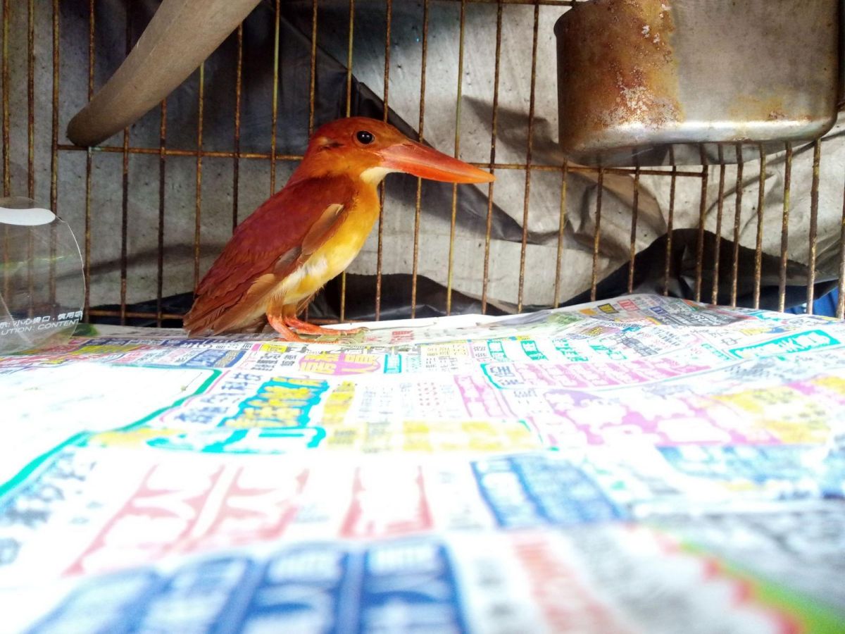 ▲網友從家中飼養的寵物貓口中搶救出了保育鳥類赤翡翠，因為不知道該如何救助因此將訊息貼上了PTT，馬上就受到鳥友王衍智教授的關心和救助。（圖／拍鳥俱樂部成員王衍智提供 , 2018.05.25）