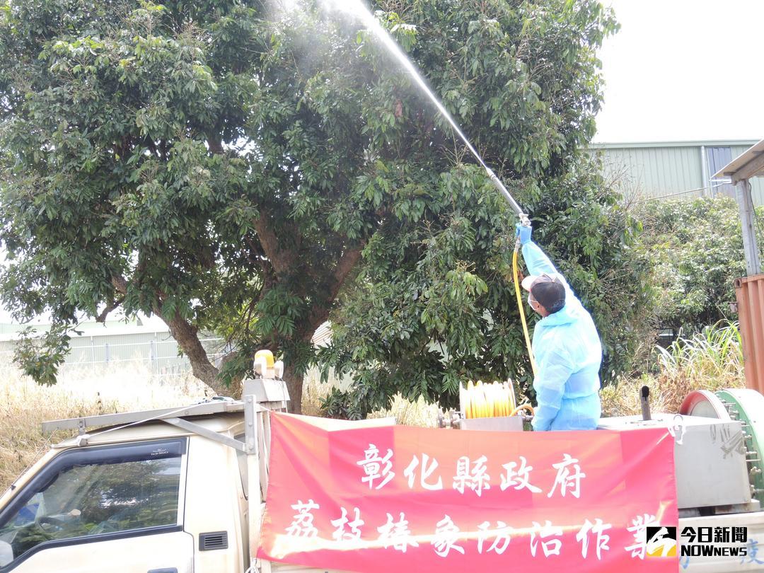 ▲荔枝椿象持續危害彰化縣各果樹，八卦山沿線淪為重災區，彰化縣啟動藥劑防治車針對八卦山沿線重災區公共區域實施噴藥防治作業。（圖／記者陳雅芳攝，2018.05.25）