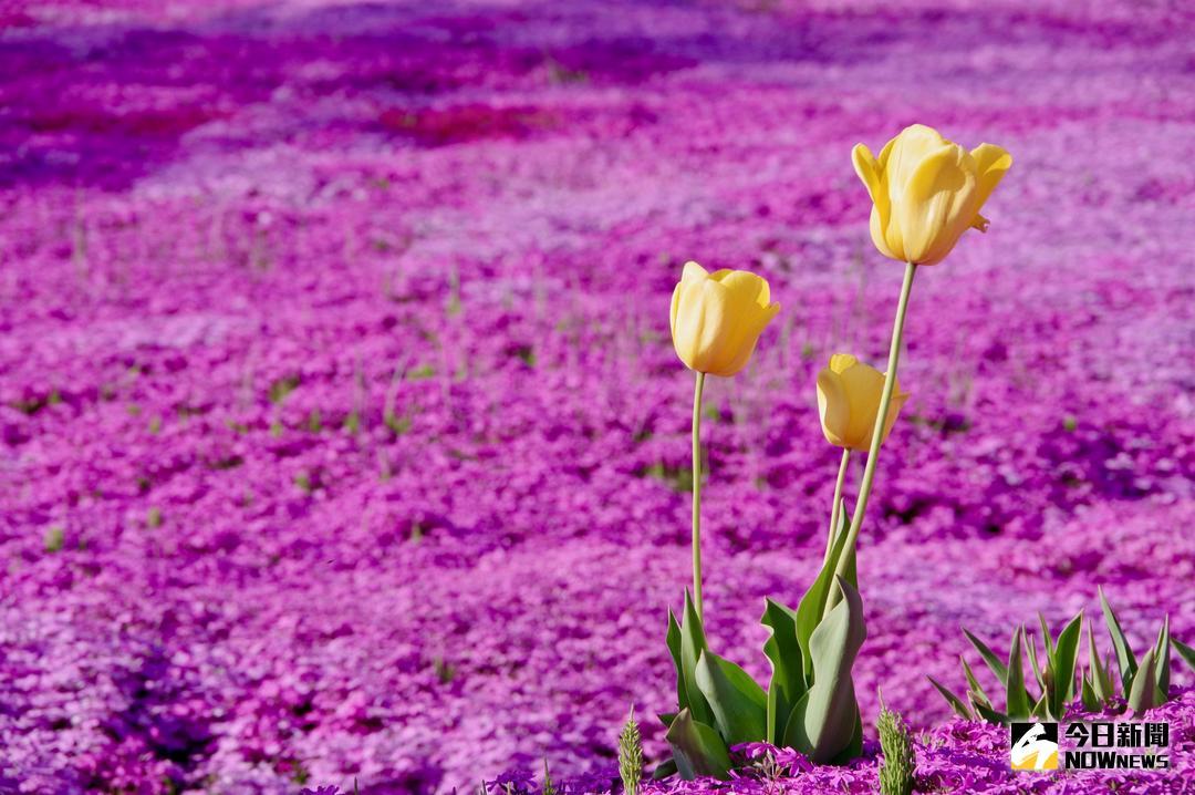 ▲初夏時節的北海道，隨處可見生意盎然的花朵綻放，跟著腳步一次走訪 5 大花卉公園，讓北海道的花海美景殺光相機記憶體。（圖／記者陳致宇攝）