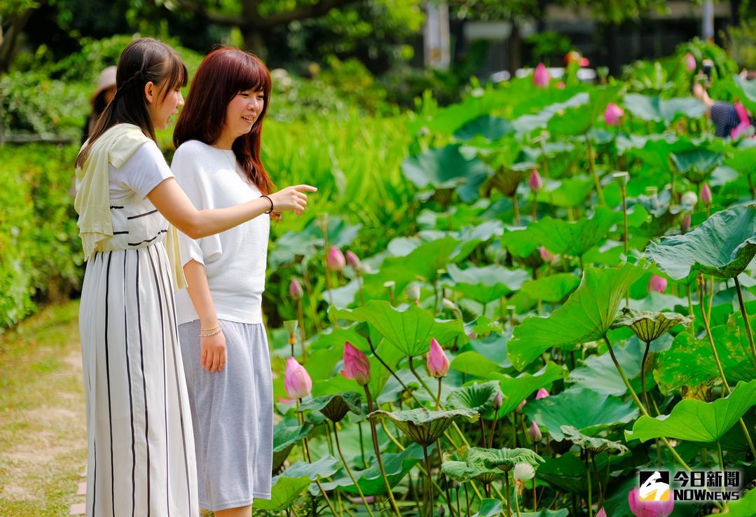 ▲新竹縣新瓦屋的荷花浪漫盛開，在炎夏酷熱中帶來一絲清涼。（圖／記者常似虎攝 , 2018.05.31）