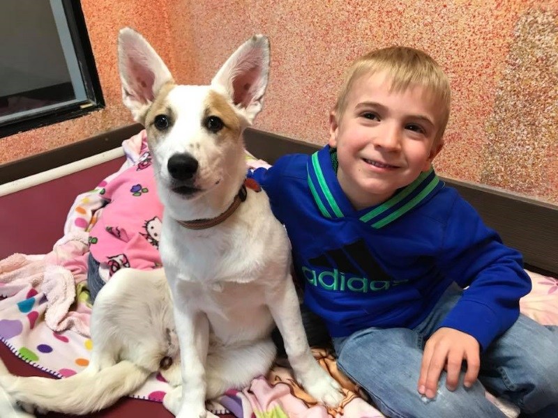 六歲暖心小男孩　和媽媽聯手幫助收容所800多隻狗狗找到家！（圖／寵毛網）