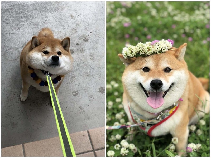 柴柴終於等到出門放風　幾分鐘後…居然下雨了？！（圖／寵毛網）