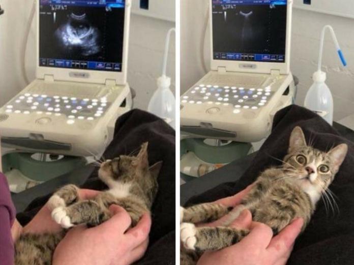 貓咪被檢查出懷有寶寶　看超音波畫面一臉驚訝：我懷孕了？（圖／寵毛網）