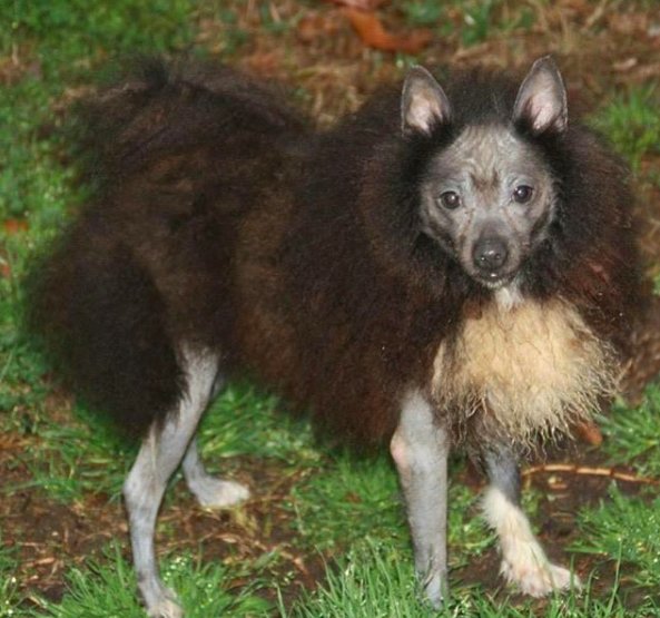 朱利葉斯是中國冠毛犬和博美犬的混種，許多人不曉得以為牠是患有皮膚病，讓牠在收容所裡一直乏人問津。