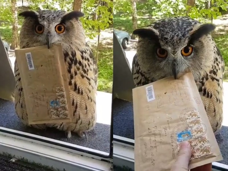 哈利波特裡「嘿美」竟真的送信來　難道是魔法學院要開放入學？（圖／寵毛網）