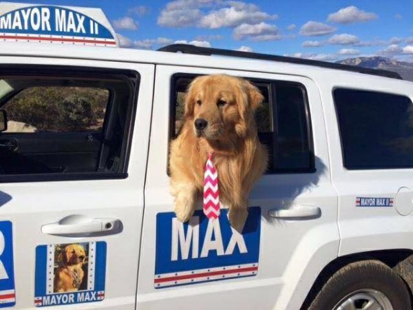 麥斯是加州愛德懷市的市長，同時也是隻愛玩的黃金獵犬。