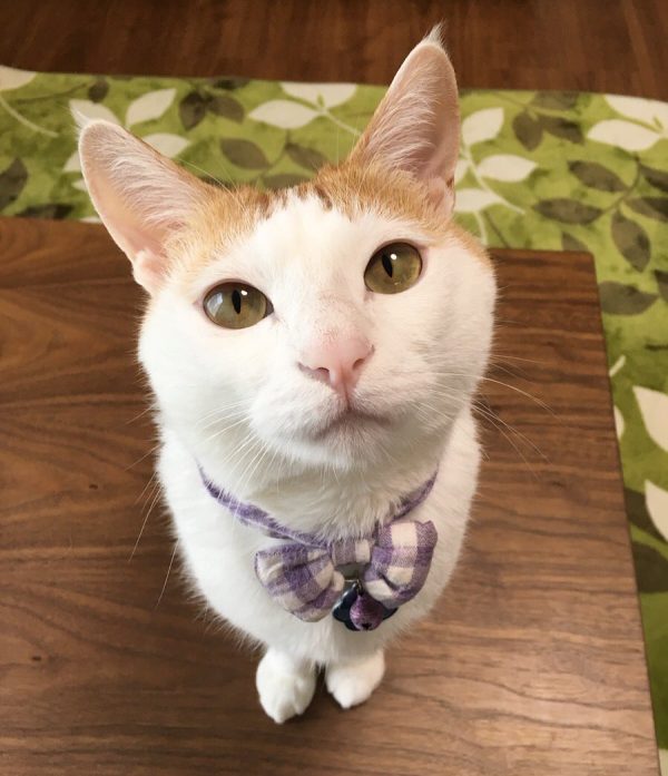 此次的主角「むぎ」。（圖／@mugi411）