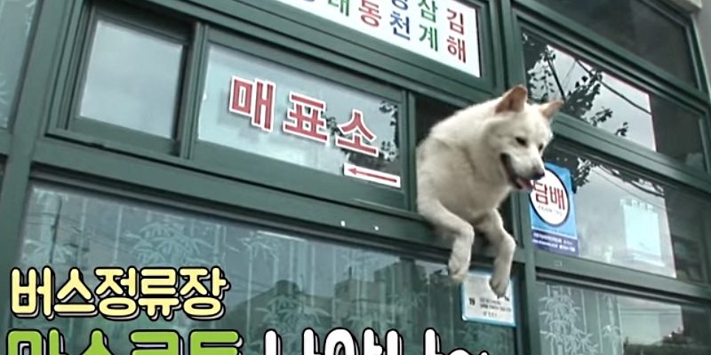 南韓超人氣狗站長　帥氣模樣讓粉絲狂喊「太可愛」
