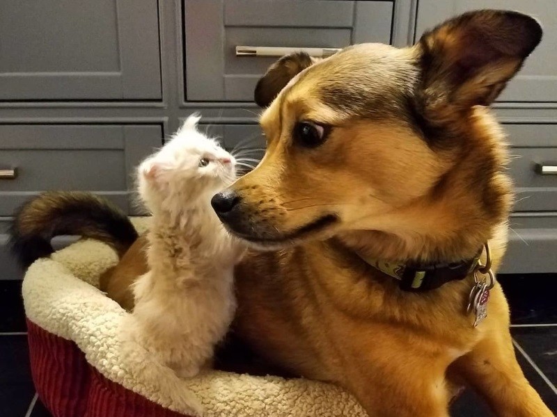 狗狗搭救三隻落難小貓　被當成把拔整天蹭不停！（圖／寵毛網）