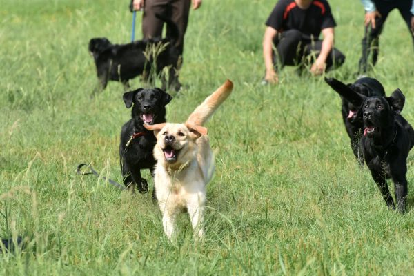 正值活潑好動的年紀，六隻警犬們在公園玩瘋了！（圖／新北市政府警察局 警犬隊 NTPD K-9 Unit）