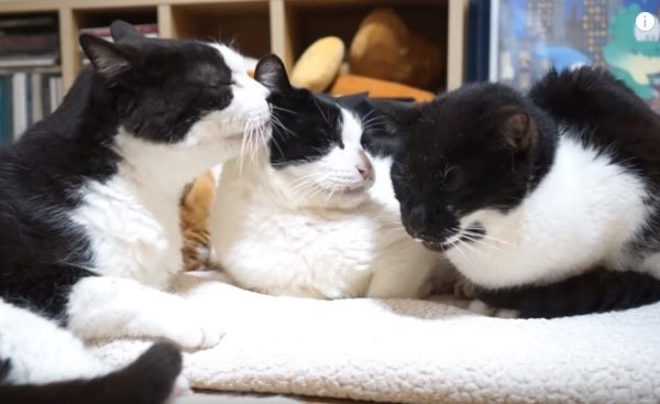 黑白貓三兄妹元氣、卡茲和波古，在今年的5月3日一同歡慶牠們的18歲生日！