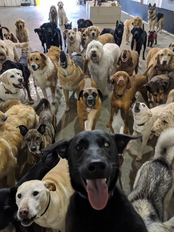 而俄亥俄州的一間狗狗日托中心員工也突發奇想，利用角度拍下了一張看起來像是狗狗的自拍照，前方掌鏡（誤）的狗狗還配合地露出了大大的笑臉，牠的快樂小夥伴們也都看向鏡頭十分有默契！