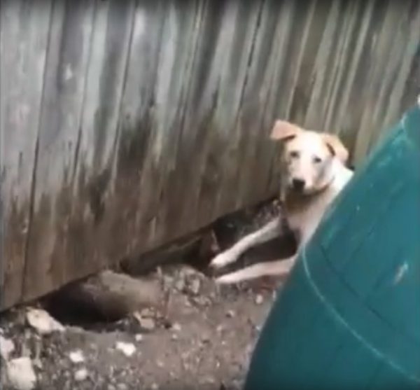 二隻狗狗甚至開始在圍籬底下挖洞！