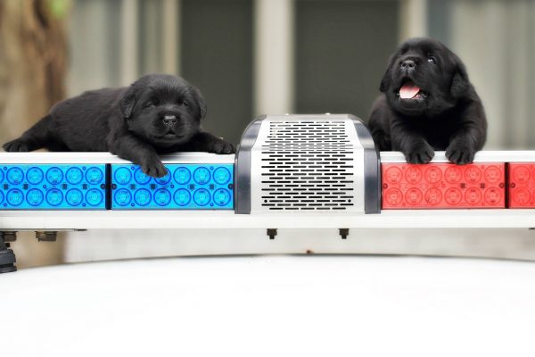 新北市政府警察局 警犬隊 NTPD K-9 Unit的六隻小警犬：福星、舒曼、飛達、一哥、AJ以及亮因為一系列照片被喻為最萌小警犬。（圖／NPA署長室）