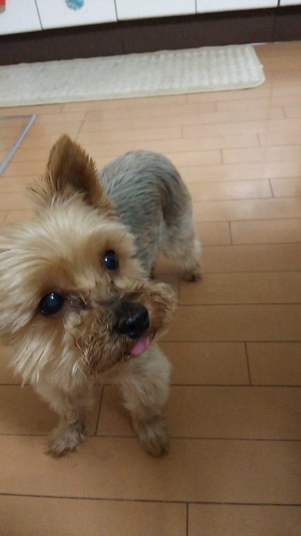 @yasu_suzuki_yb：家中沒有養貓，只好放上狗狗吐舌賣萌照前來參戰！（圖／@yasu_suzuki_yb）