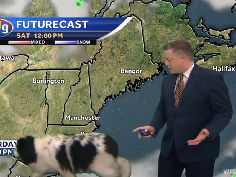 汪星人亂入天氣預報現場又一椿！紐芬蘭犬大方入鏡主播傻眼（圖／寵毛網）