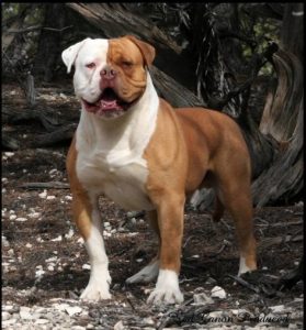 澳洲鬥牛犬擁有健壯的體魄，非當事狗。（圖／維基百科）