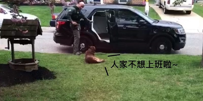 職業倦怠？警犬趴地拒絕出勤　直到人類夥伴搔肚肚才上車
