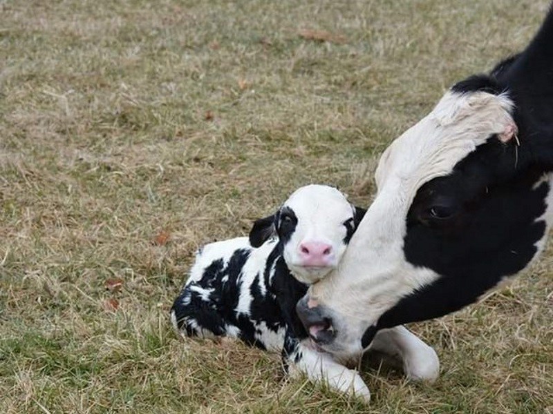 母親節快樂／媽媽真偉大動物篇　母愛是不分種族的啊！（圖／寵毛網）