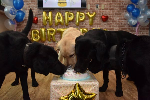 一起享用生日蛋糕！（圖／新北市政府警察局 警犬隊 NTPD K-9 Unit）