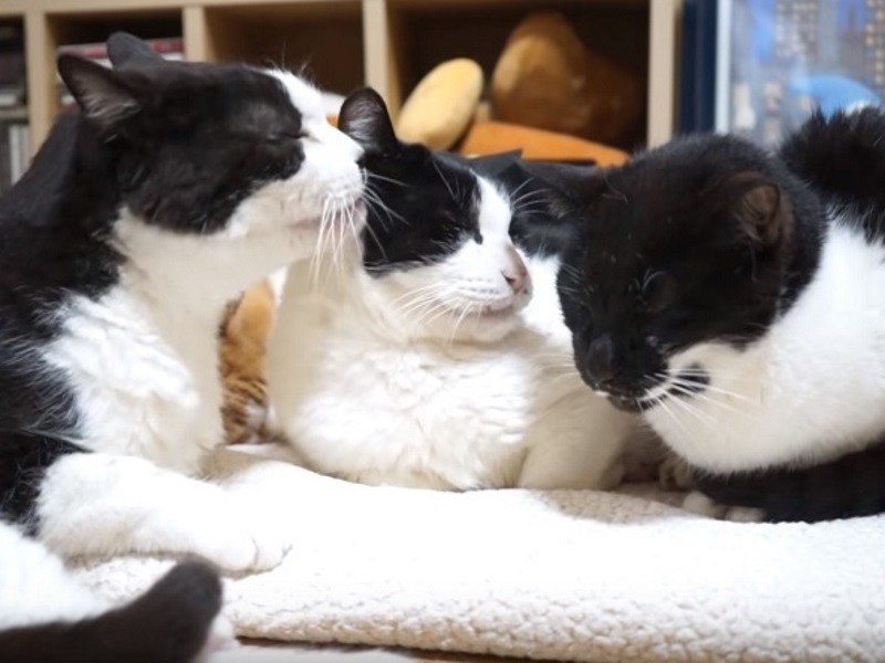 黑白貓三兄妹歡慶18歲生日　貓奴拍影片紀念並透露養生秘訣（圖／寵毛網）
