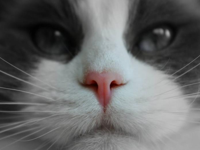 貓咪鼻子總是乾乾的　需要擔心嗎？（圖／寵毛網）