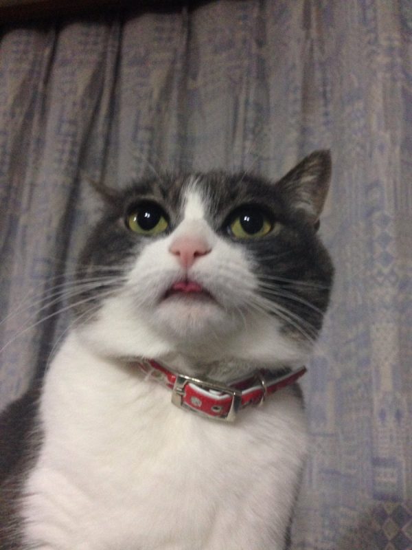 @miiikuw021：大家好！我家的貓也時常忘記呢～（圖／@miiikuw021）