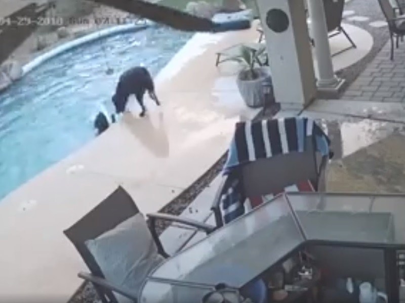 不擅長游泳的狗狗意外落水　好朋友趕緊下水搶救！（圖／寵毛網）