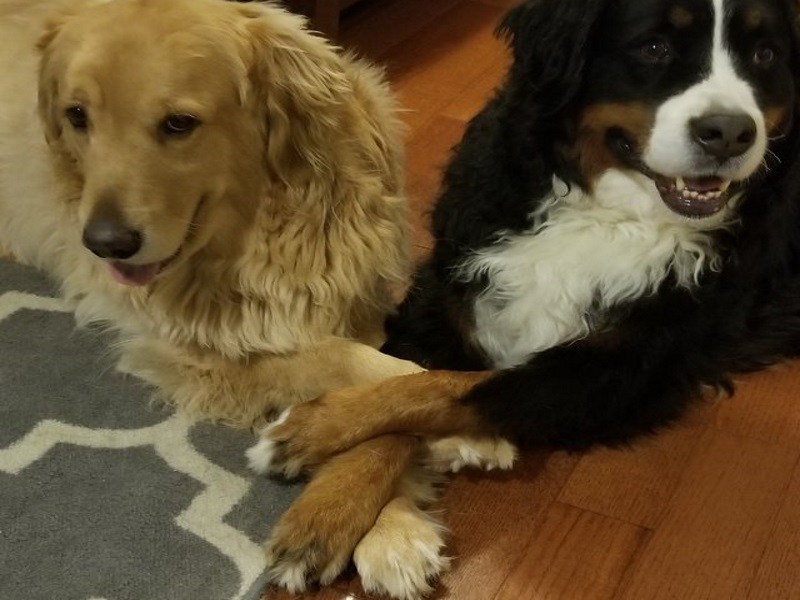 狗狗好友總愛牽對方的手　甜滋滋互動看了都融化！（圖／寵毛網）