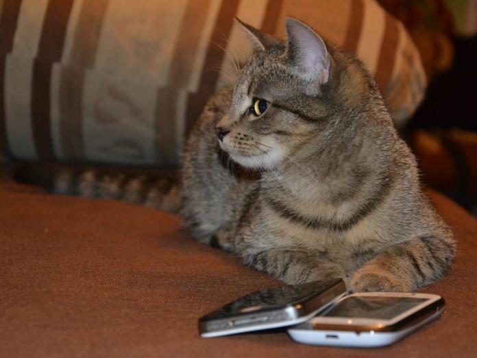 當貓咪對上響鈴中的電話　結果將出乎你的意料！（圖／寵毛網）