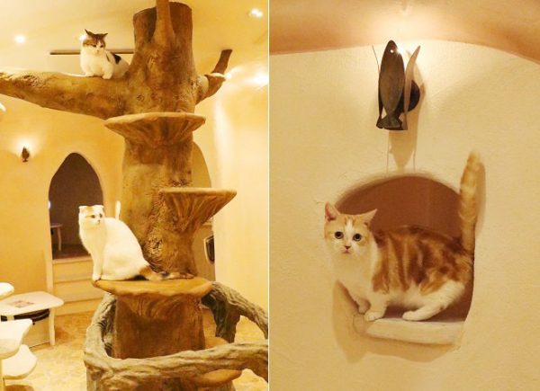 完全就是主子天堂的「Cat Cafe てまりのおしろ」。