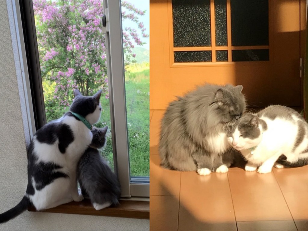 貓哥哥們當比例尺　記錄小貓咪的光速成長！（圖／寵毛網）