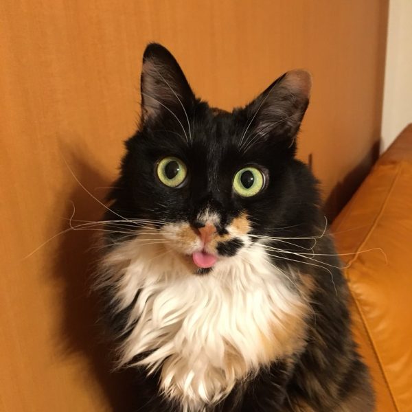 @siokomomo：我家也有一隻。（圖／@siokomomo）