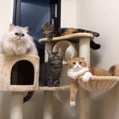 Shibazou總共有四位貓夥伴。（圖／＠zoubrothers）