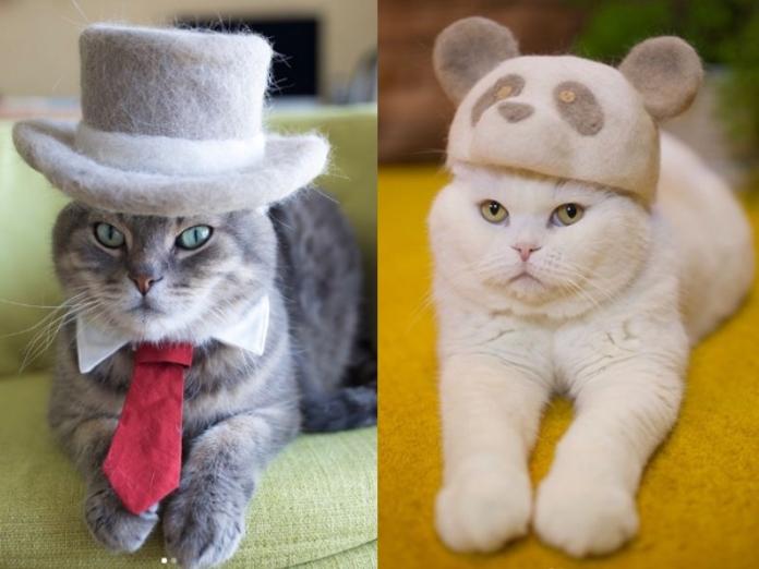 日本貓奴實在太有才　貓毛竟變身鋼彈和各種動物帽（圖／寵毛網）