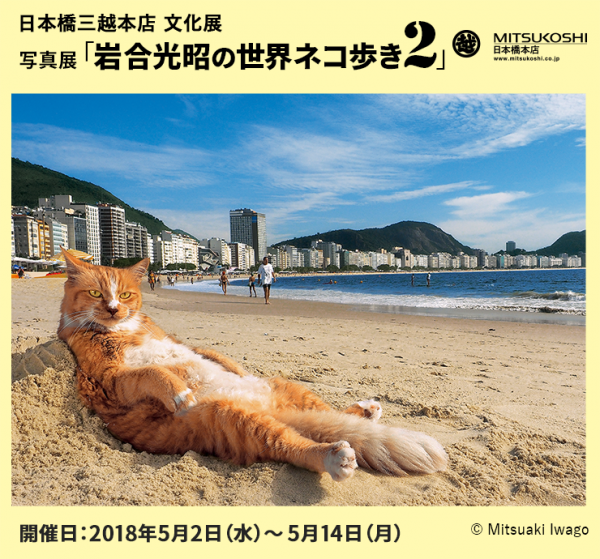動物攝影師岩合光昭，更在日本橋三越七樓舉辦「岩合光昭の世界ネコ歩き2」攝影展。