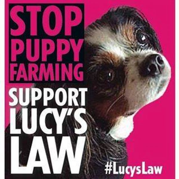 可愛的Lucy在英國被當作是遏止黑心繁殖場的象徵，相關反對小狗繁殖場的法案更以牠命名。