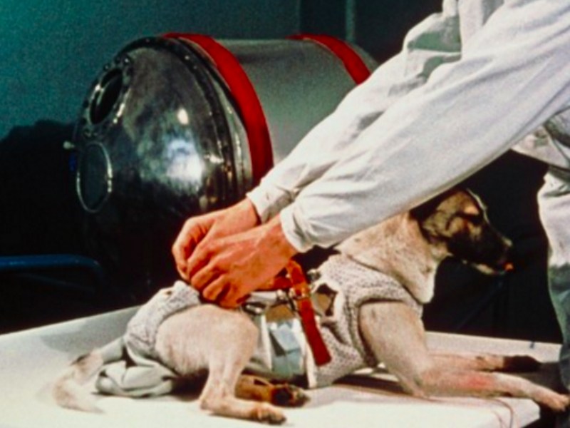 人類太空先鋒竟是流浪犬　向這些偉大的太空動物致敬（圖／寵毛網）