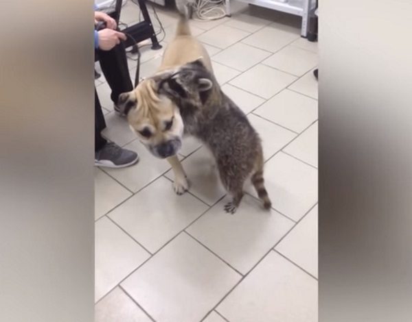 亞莎的好脾氣也讓牠成為醫院的人氣明星。